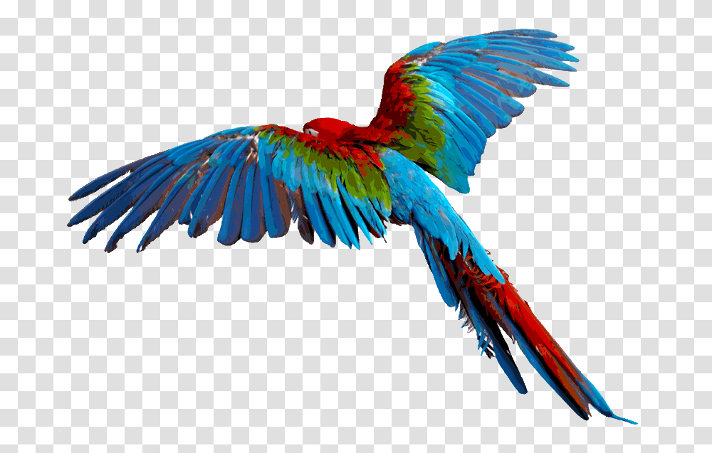 Flying Flying Colourful Birds, Animal, Macaw, Parrot Transparent Png