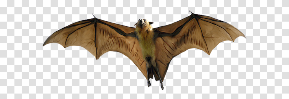 Flying Fox Bat Clipart, Wildlife, Animal, Mammal, Horse Transparent Png