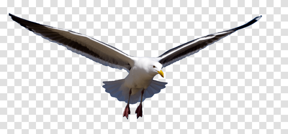 Flying Gull Bird Picture Free 5 Free Bird Flying In River, Animal, Seagull, Beak, Kite Bird Transparent Png