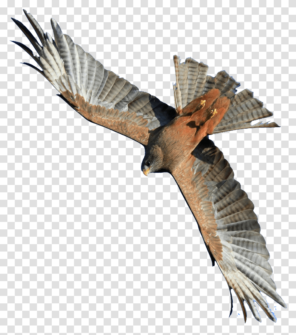 Flying Hawk Image Flying Hawk, Buzzard, Bird, Animal, Accipiter Transparent Png