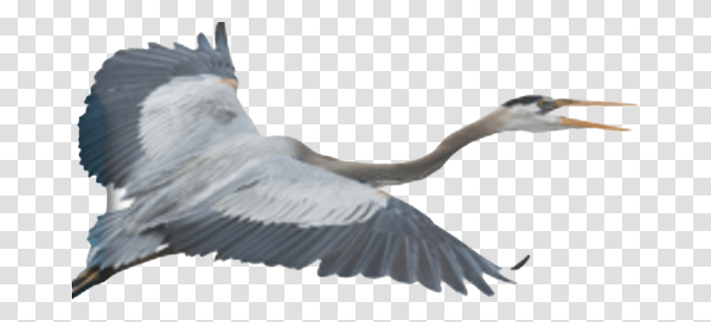 Flying Heron Clipart Blue Heron, Waterfowl, Bird, Animal, Crane Bird Transparent Png