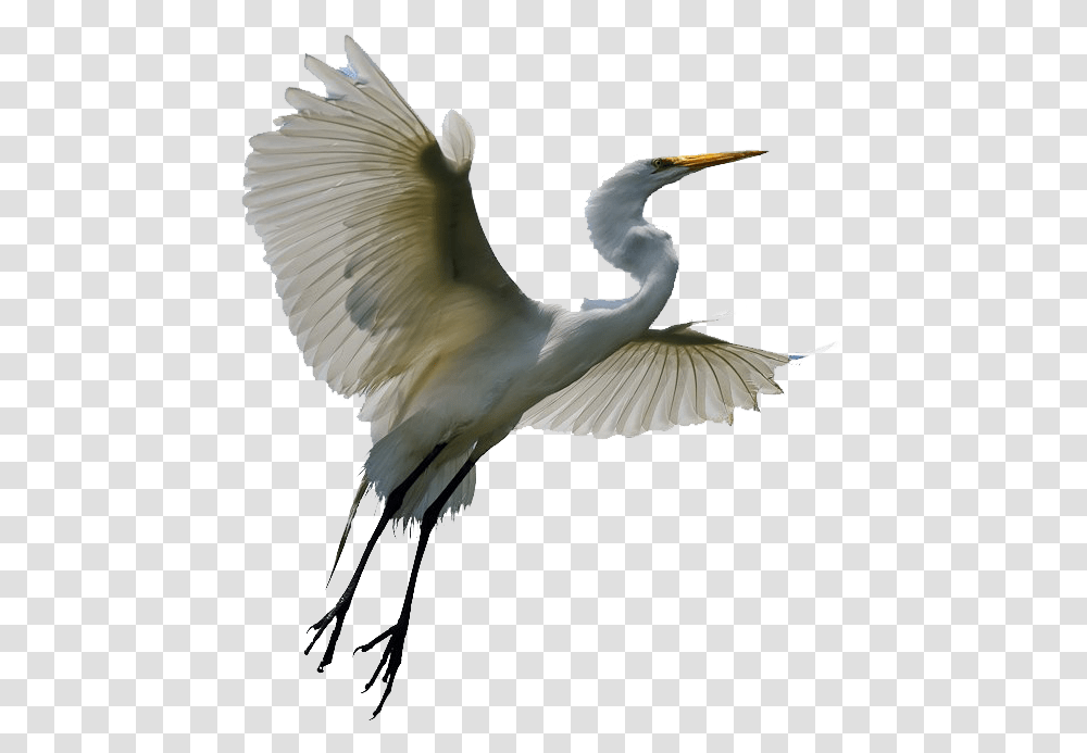 Flying Heron Egret, Bird, Animal, Waterfowl, Ardeidae Transparent Png