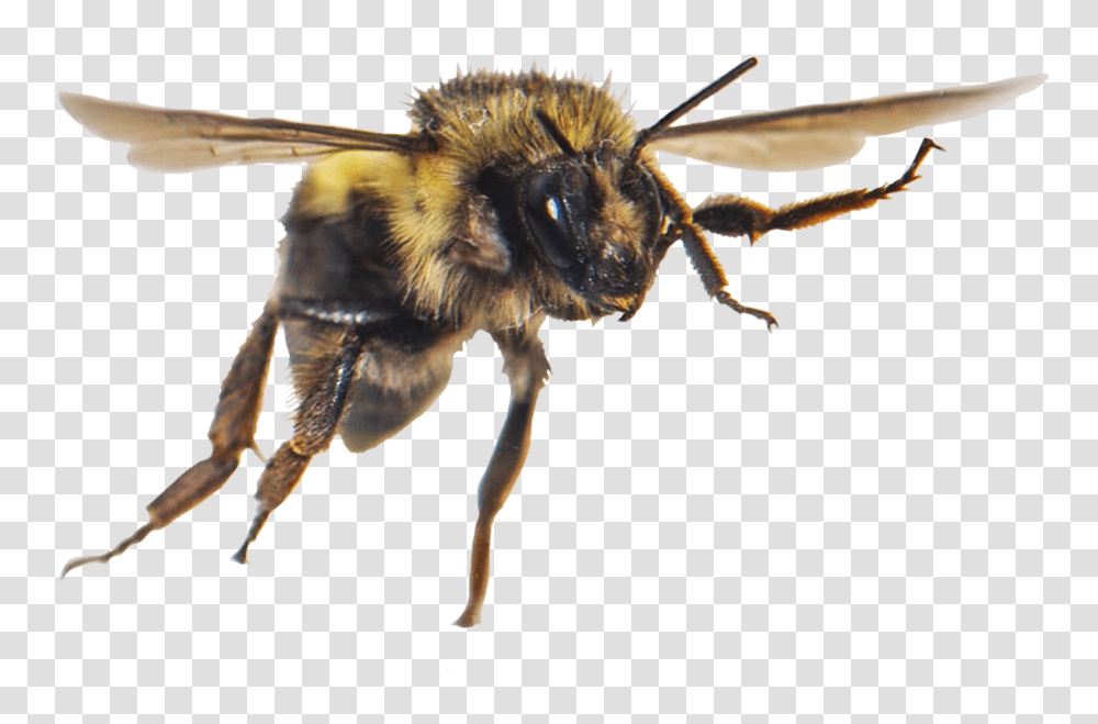 Flying Honey Bee Clipart Honeybee, Apidae, Insect, Invertebrate, Animal Transparent Png