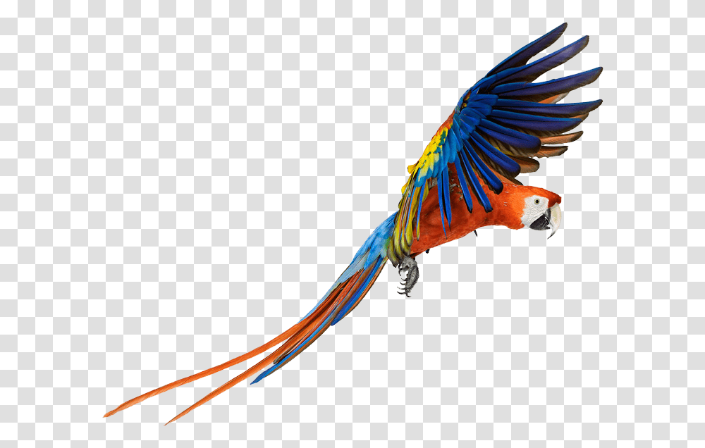 Flying Macaw, Bird, Animal, Parrot Transparent Png