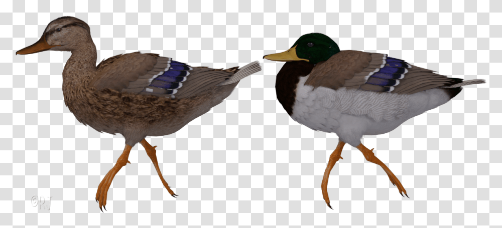 Flying Mallard Duck Clipart Mallard, Bird, Animal, Waterfowl, Jay Transparent Png