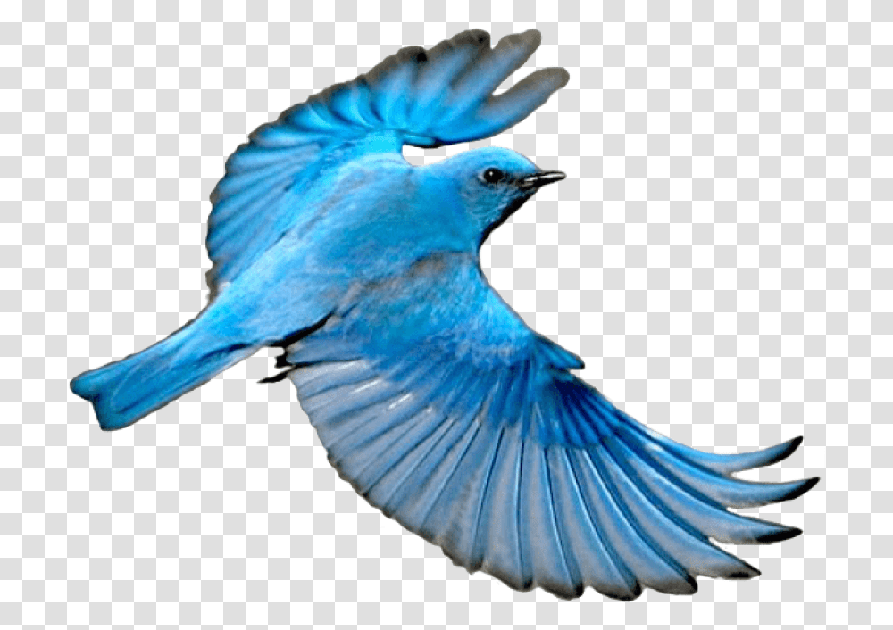 Flying Mountain Blue Blue Bird Flying, Animal, Bluebird, Jay, Blue Jay Transparent Png