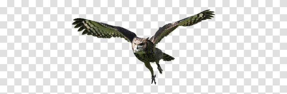 Flying Owl, Bird, Animal, Accipiter, Buzzard Transparent Png