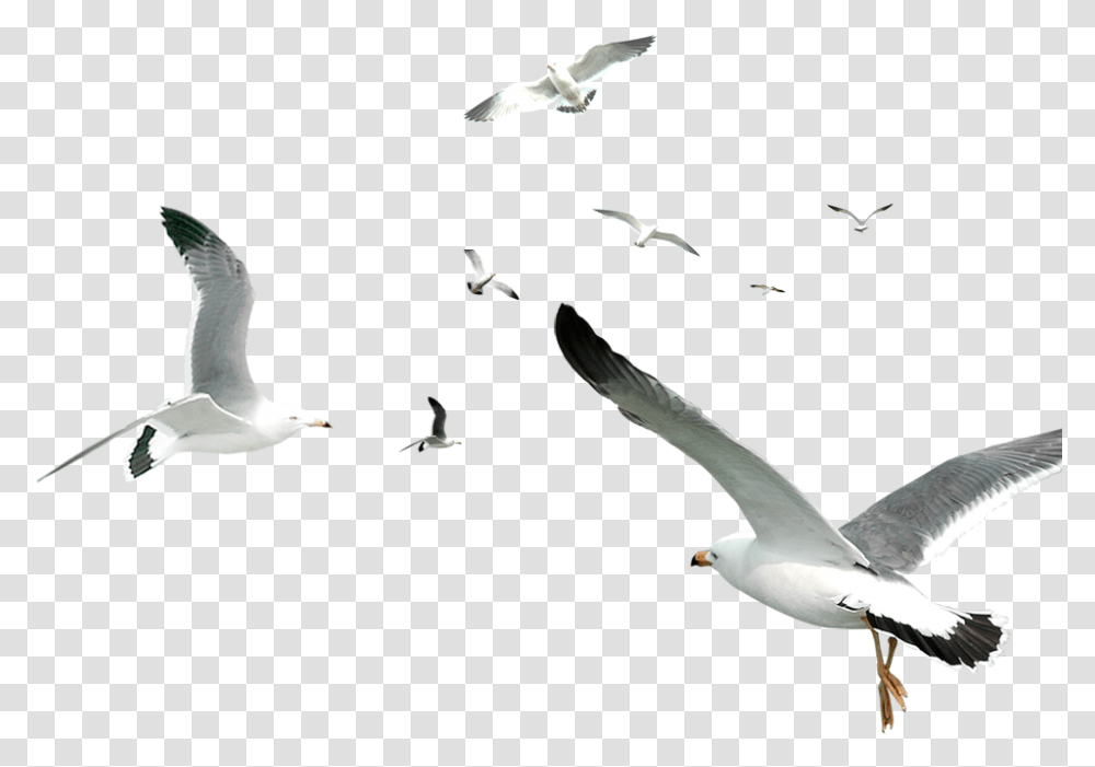 Flying Owl Clipart Black And White White Birds Flying, Animal, Seagull, Kite Bird, Flock Transparent Png
