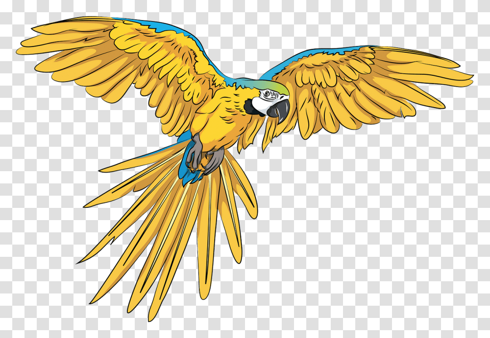 Flying Parrot, Animal, Honey Bee, Insect, Invertebrate Transparent Png