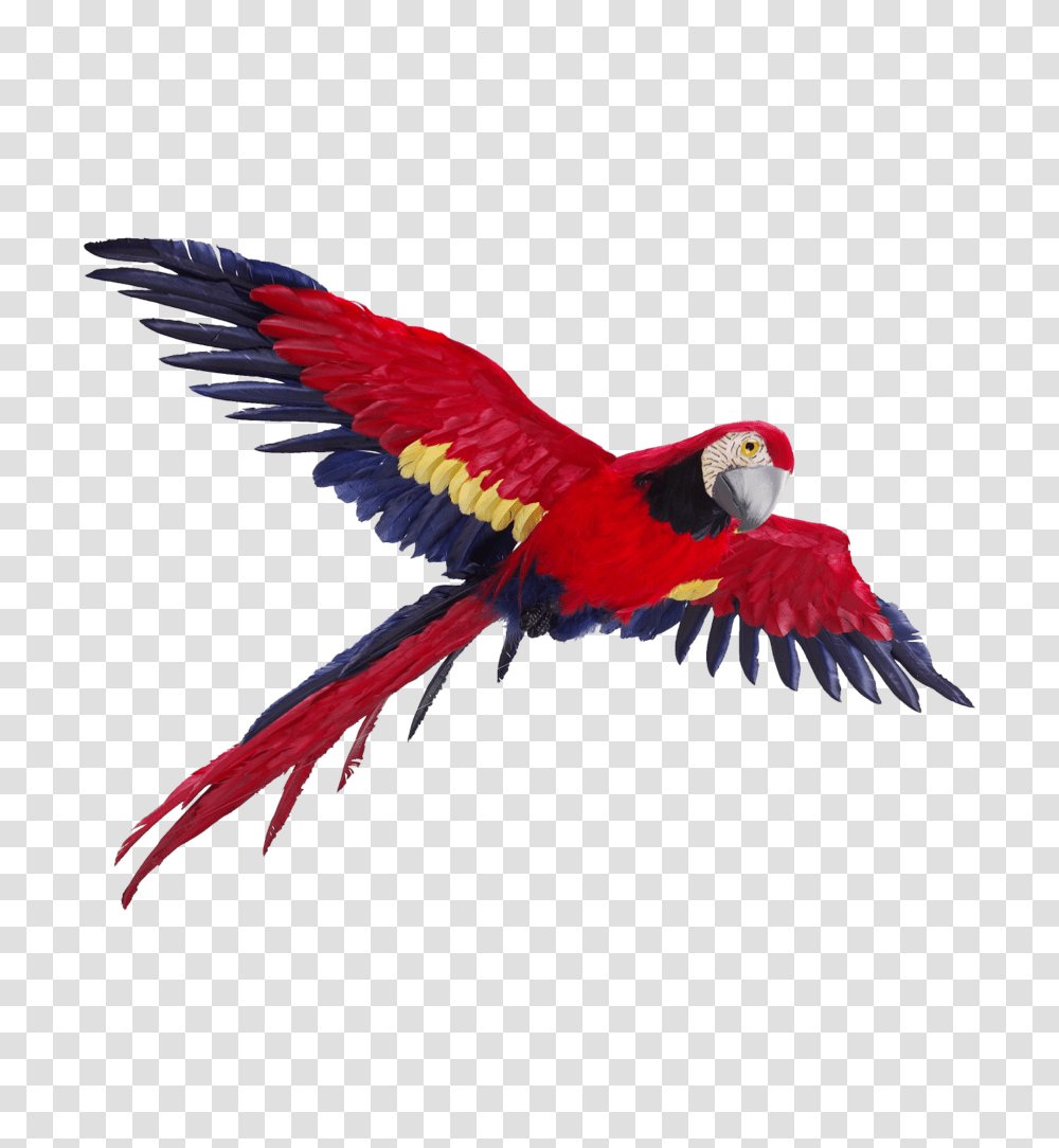 Flying Parrot, Bird, Animal, Macaw Transparent Png