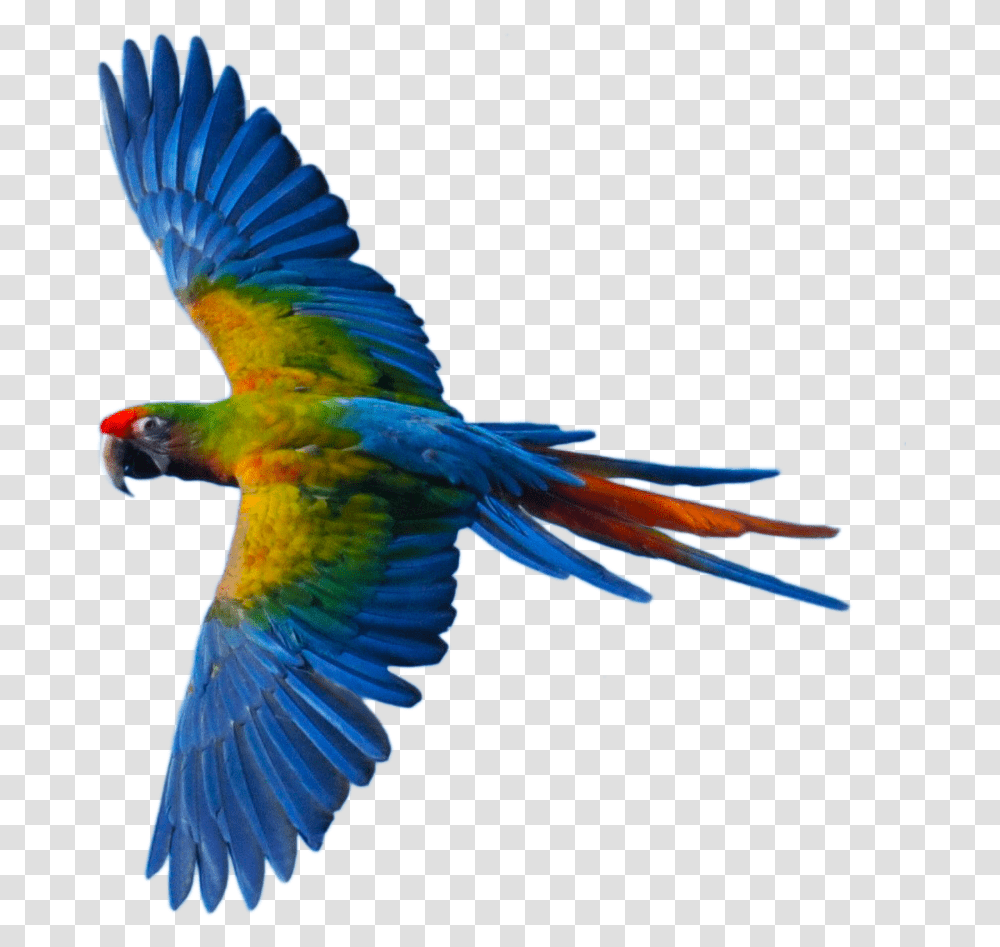 Flying Parrot, Bird, Animal, Macaw Transparent Png