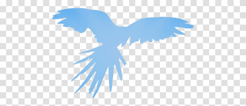 Flying Parrot Drawing Flying Parrot African Birds, Vulture, Animal, Eagle, Condor Transparent Png