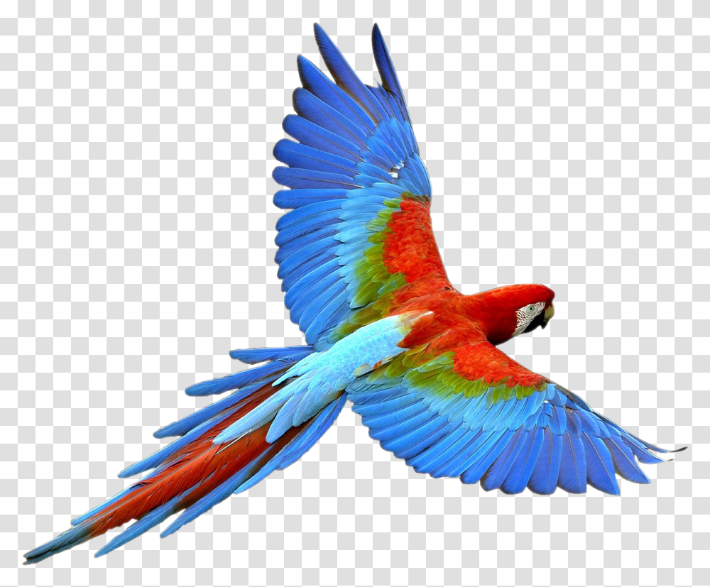 Flying Parrot Image Parrot Flying, Bird, Animal, Macaw Transparent Png