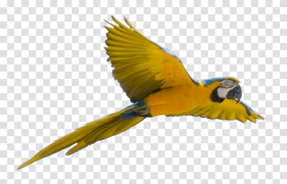 Flying Parrot Images Flying Bird Background, Animal, Macaw, Jay Transparent Png