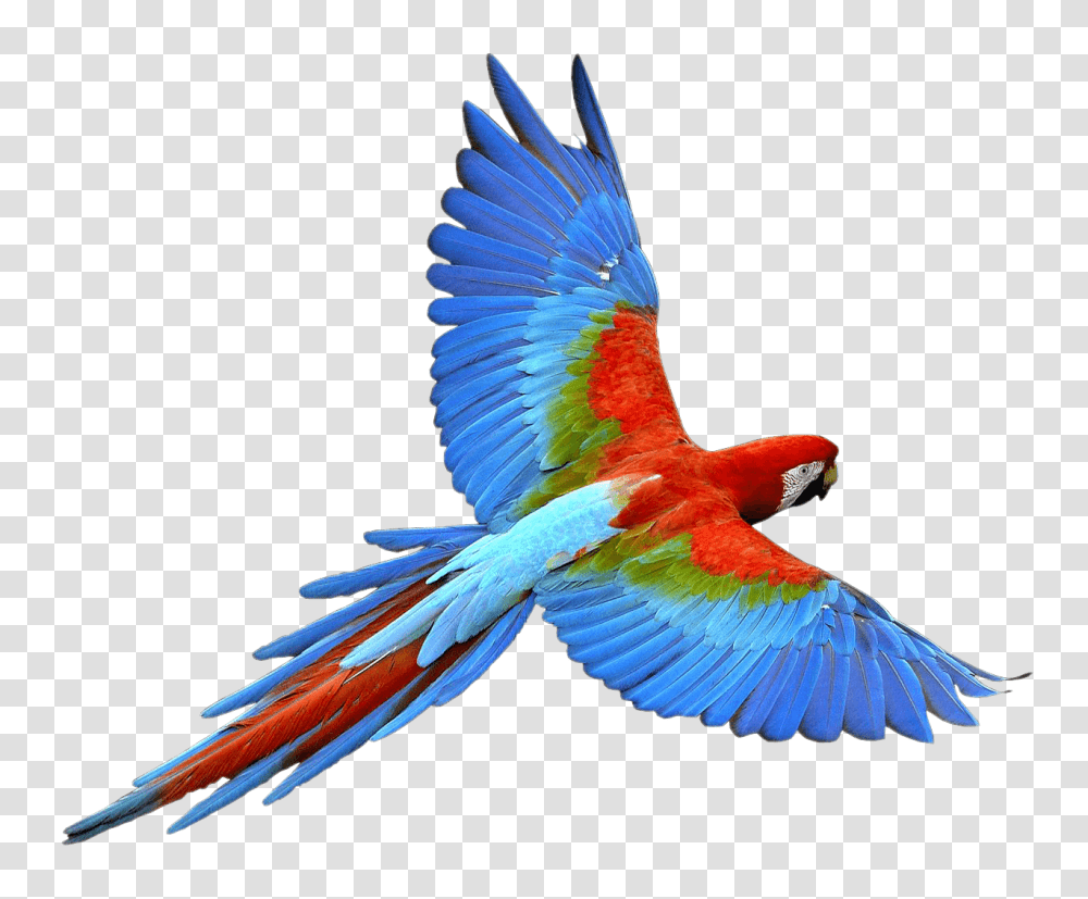 Flying Parrot Red Blue, Bird, Animal, Macaw Transparent Png