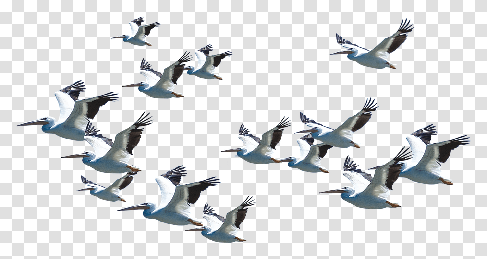 Flying Pelican Download Image Arts Good Morning Quotes With Birds Flying, Animal, Flock Transparent Png