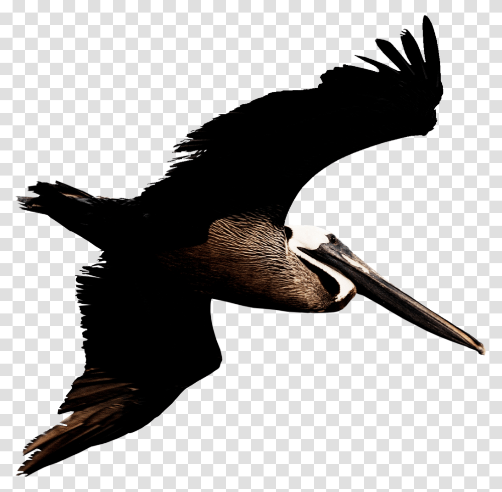 Flying Pelican Image Louisiana Brown Pelican Background, Bird, Animal, Beak, Stork Transparent Png