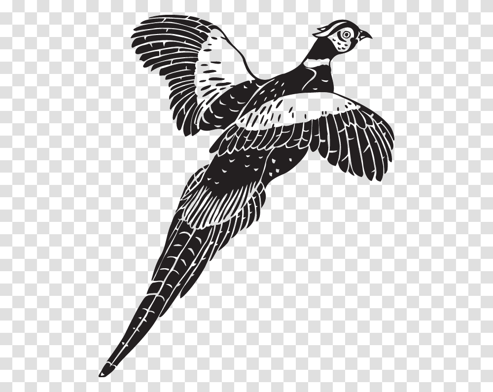 Flying Pheasant Clip Art, Bird, Animal, Magpie, Vulture Transparent Png