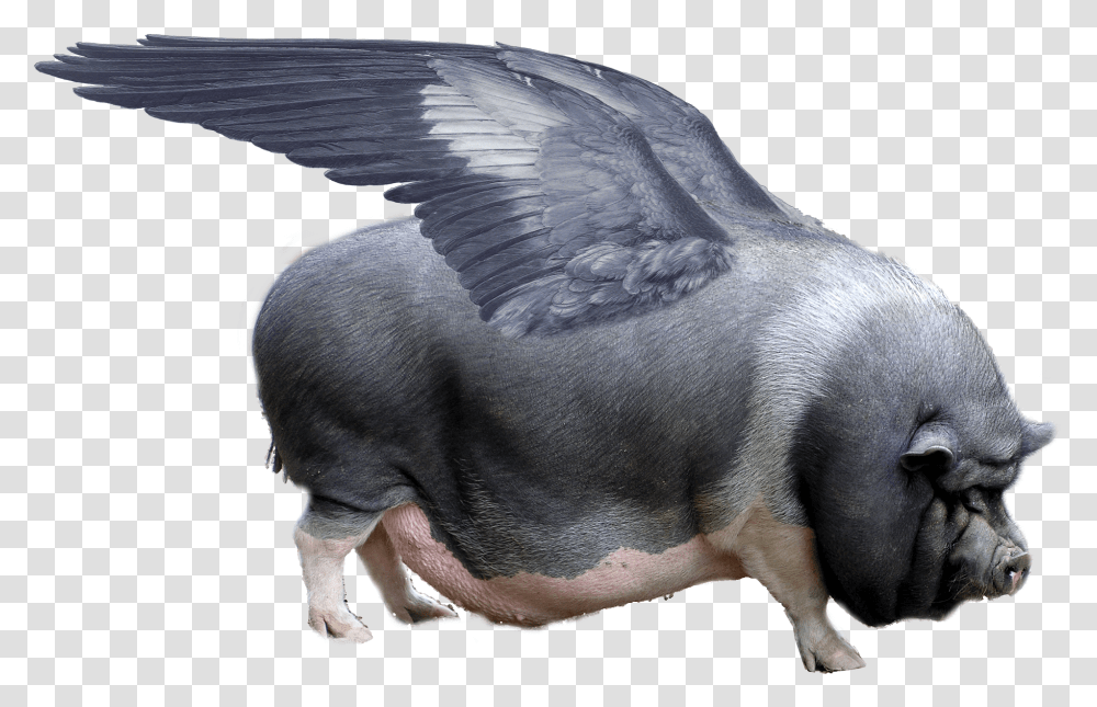 Flying Pig, Mammal, Animal, Hog, Cylinder Transparent Png