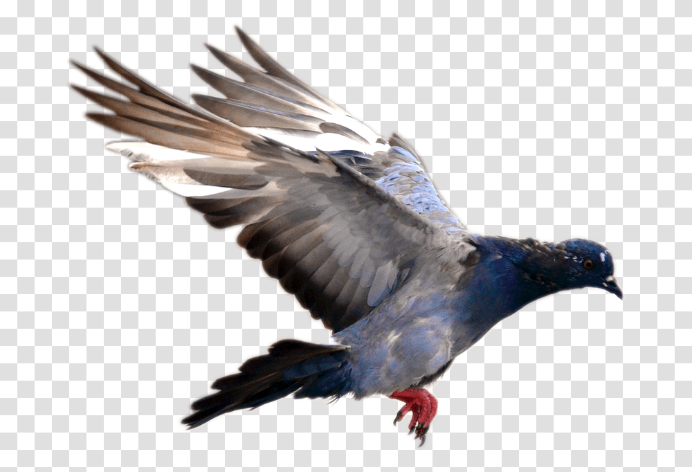 Flying Pigeon Image Pigeon Bird Flying, Animal, Dove, Kite Bird, Vulture Transparent Png