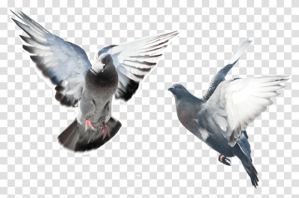 Flying Pigeons On Background, Bird, Animal, Dove Transparent Png