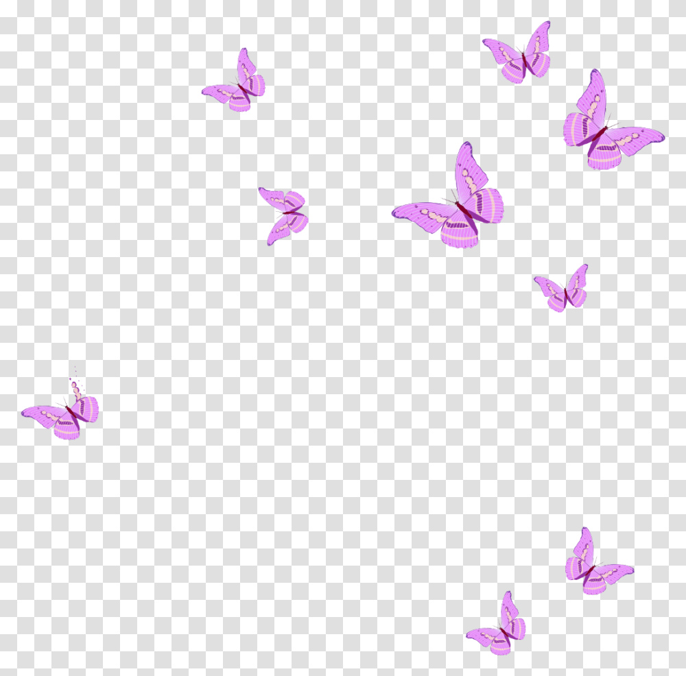 Flying Pink Butterfly, Petal, Flower, Plant, Blossom Transparent Png