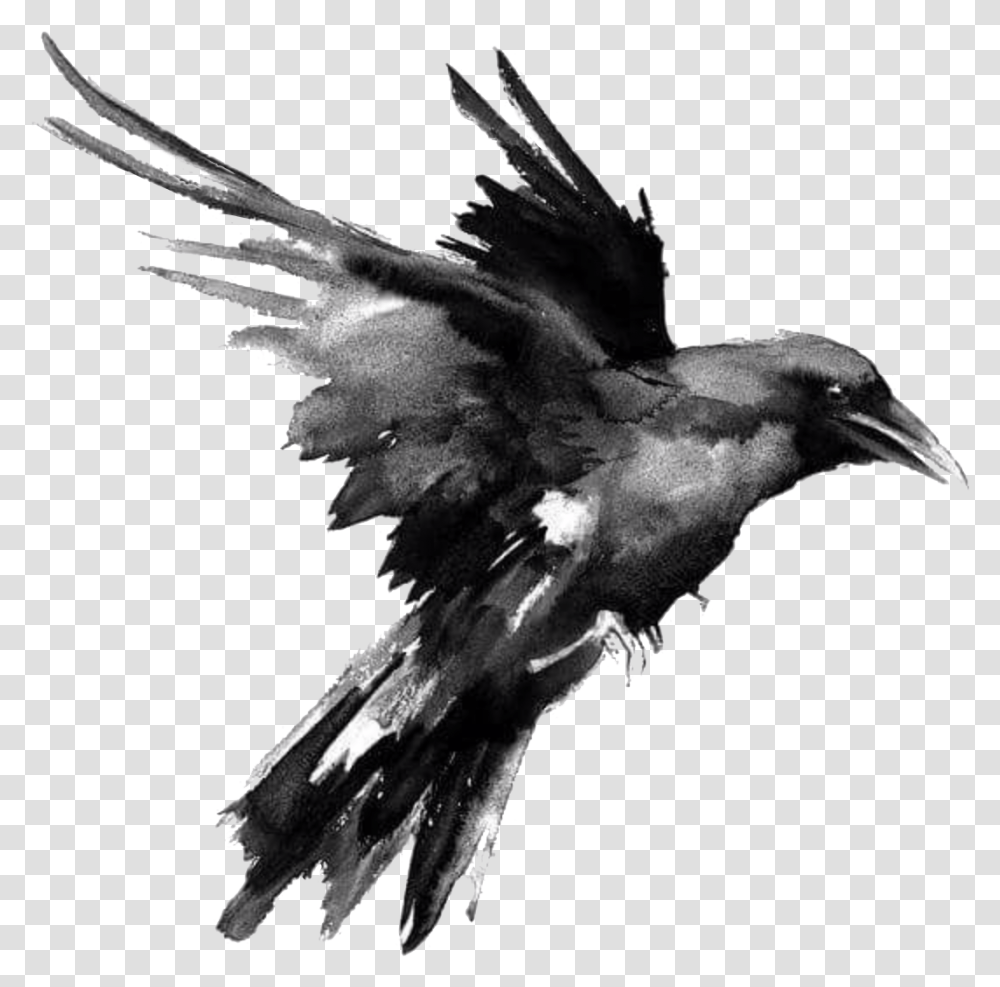 Flying Raven, Bird, Animal, Crow, Blackbird Transparent Png