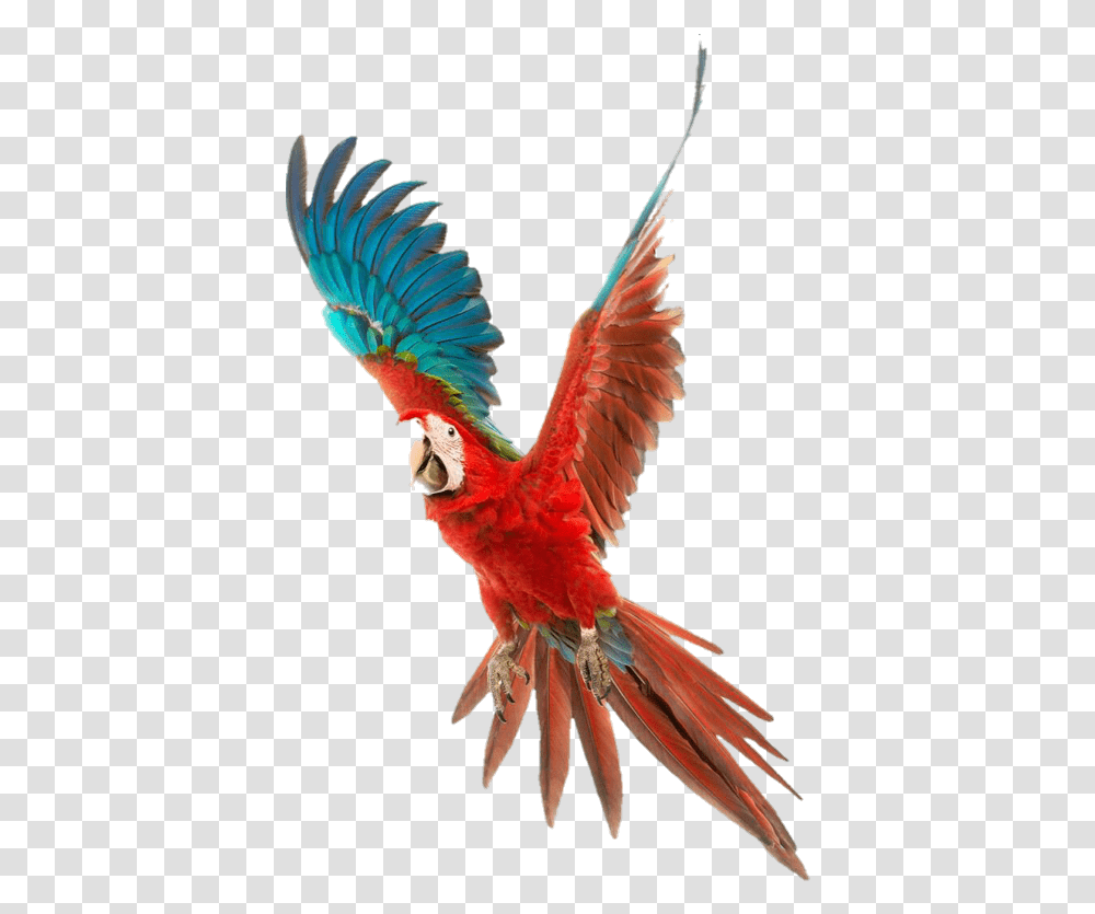 Flying Red Parrot, Bird, Animal, Macaw Transparent Png