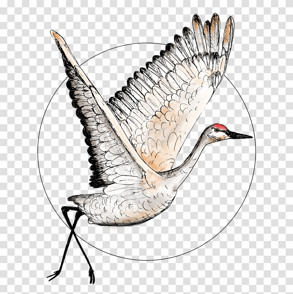 Flying Sandhill Crane Illustration Bird Drawing Drawing, Crane Bird, Animal, Waterfowl, Stork Transparent Png
