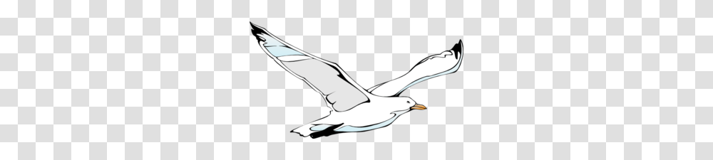 Flying Sea Gull Clip Art, Animal, Bird, Albatross, Shark Transparent Png