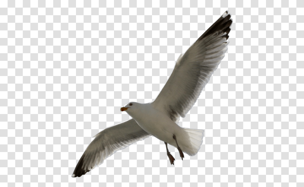 Flying Sea Gull Image Number Two, Bird, Animal, Seagull, Kite Bird Transparent Png