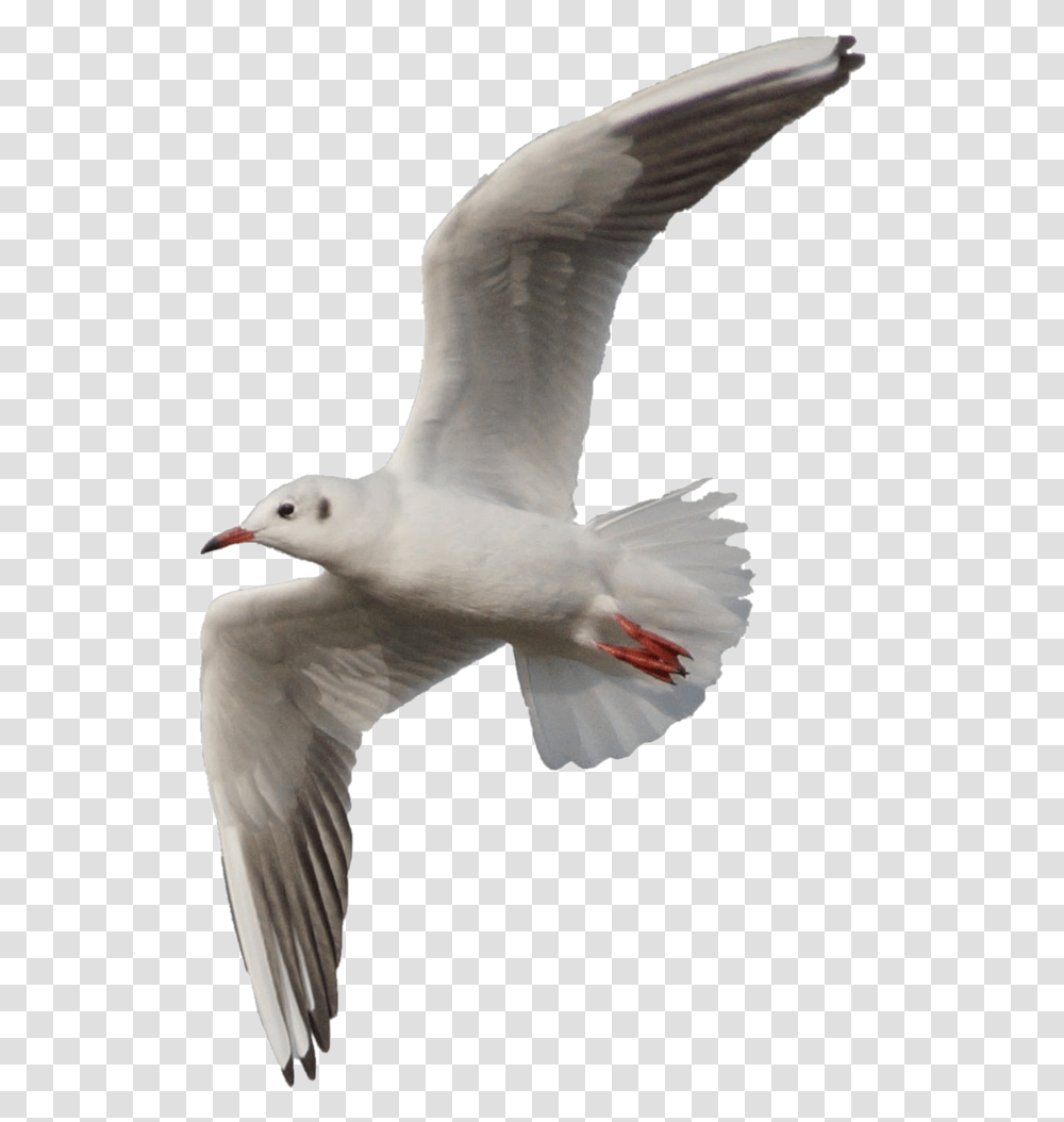 Flying Seagull, Bird, Animal, Dove, Pigeon Transparent Png