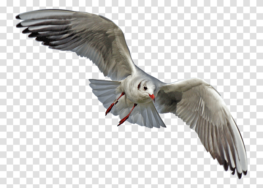 Flying Seagull Bird One Bird Flying, Animal, Dove, Pigeon Transparent Png