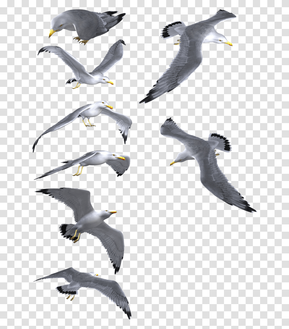 Flying Seagull Seagulls In Flight, Bird, Animal, Flock, Kite Bird Transparent Png