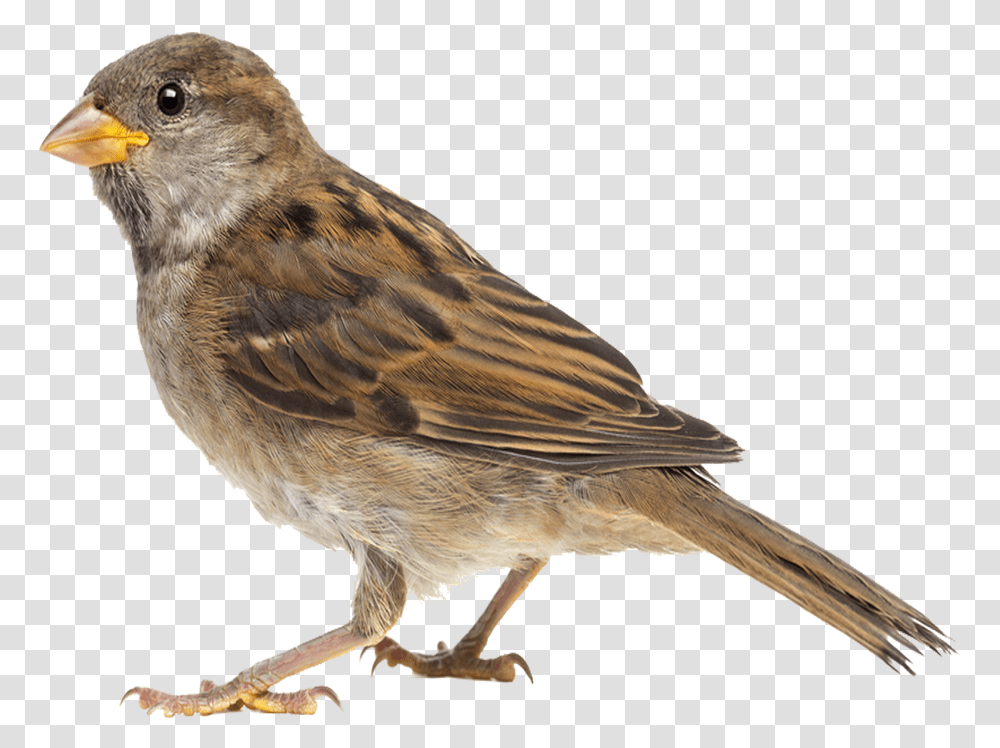 Flying Sparrow Background, Bird, Animal, Anthus, Finch Transparent Png