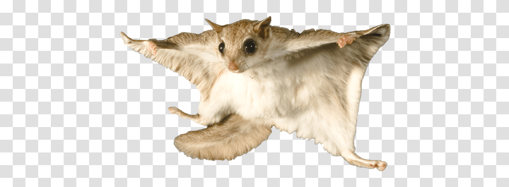 Flying Squirrel Flying Squirrel White Background, Cat, Pet, Mammal, Animal Transparent Png
