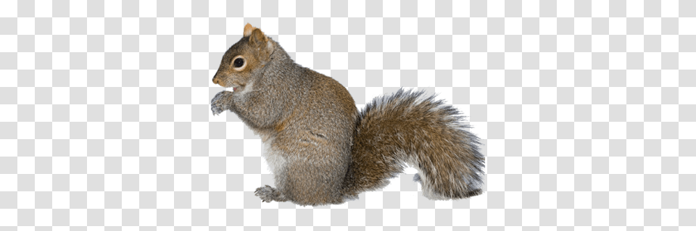 Flying Squirrel Ground Squirrels, Rodent, Mammal, Animal Transparent Png