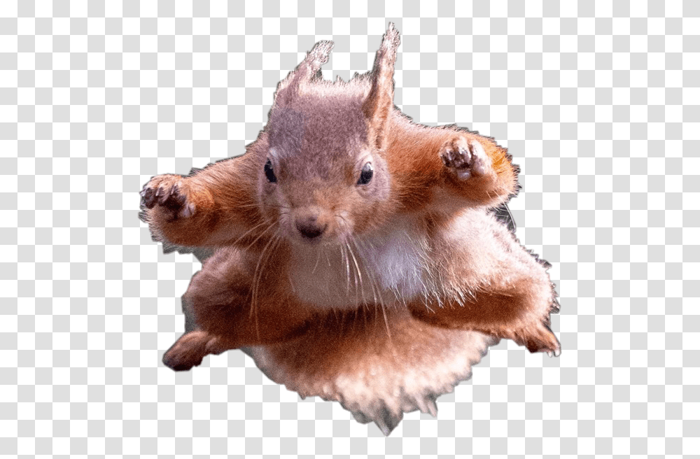 Flying Squirrel Petsandanimals Remixit Freetoedit Squirrels Doing Superhero Poses, Mammal, Rat, Eating, Food Transparent Png