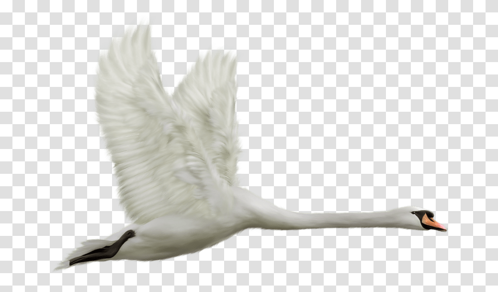 Flying Swan Flying Swan, Bird, Animal, Waterfowl Transparent Png