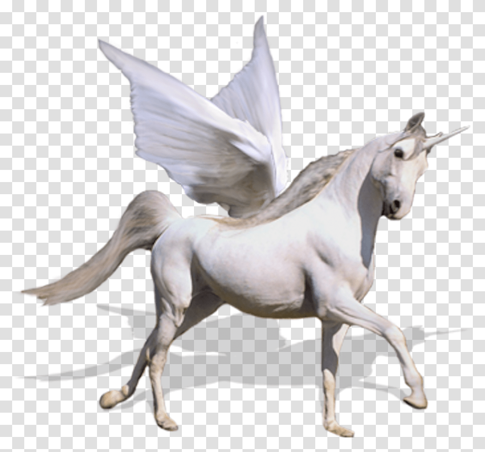Flying Unicorn, Horse, Mammal, Animal Transparent Png