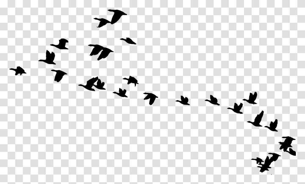 Flying Vector Bird Migration, Gray, World Of Warcraft Transparent Png
