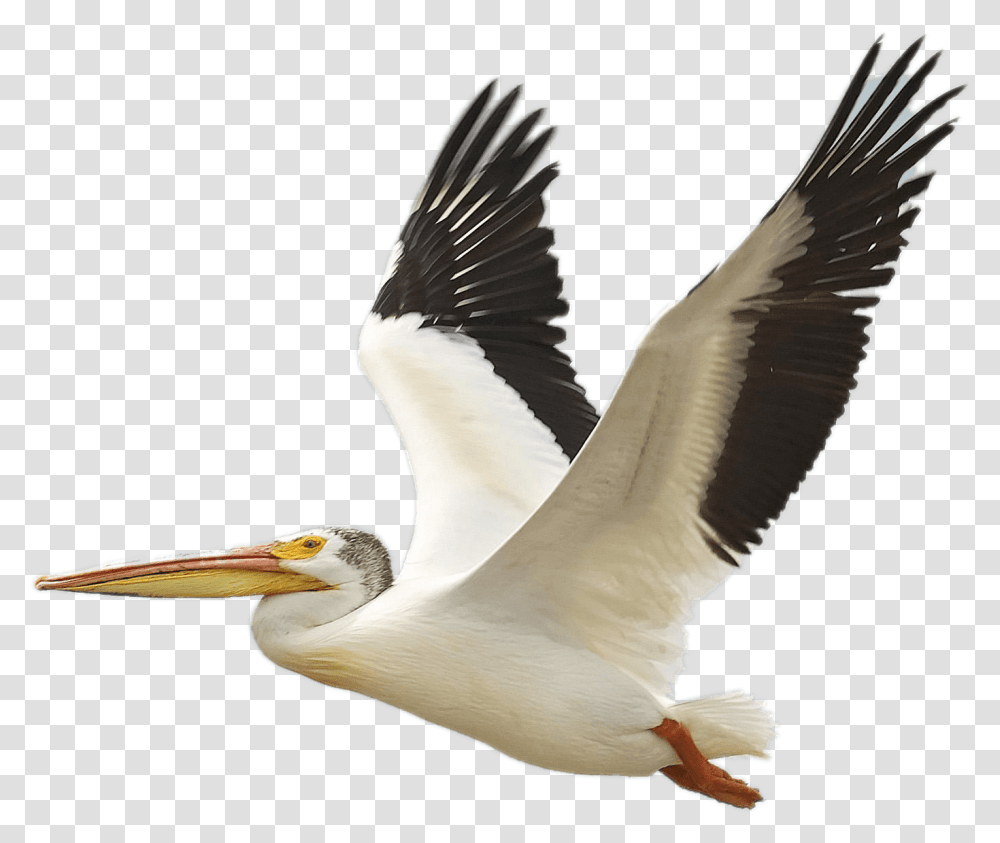Flying White Pelican Flying White Birds, Animal, Beak Transparent Png