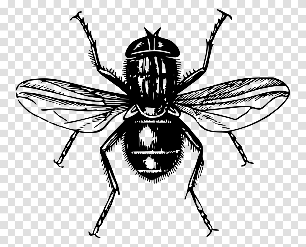 Flyline Arthoney Bee Lord Of The Flies, Gray, World Of Warcraft Transparent Png