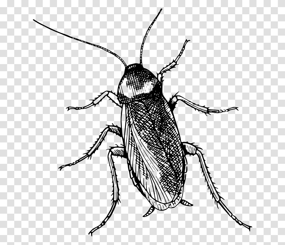 Flymonochrome Photographyweevil Cockroach Clipart Black And White, Gray, World Of Warcraft Transparent Png