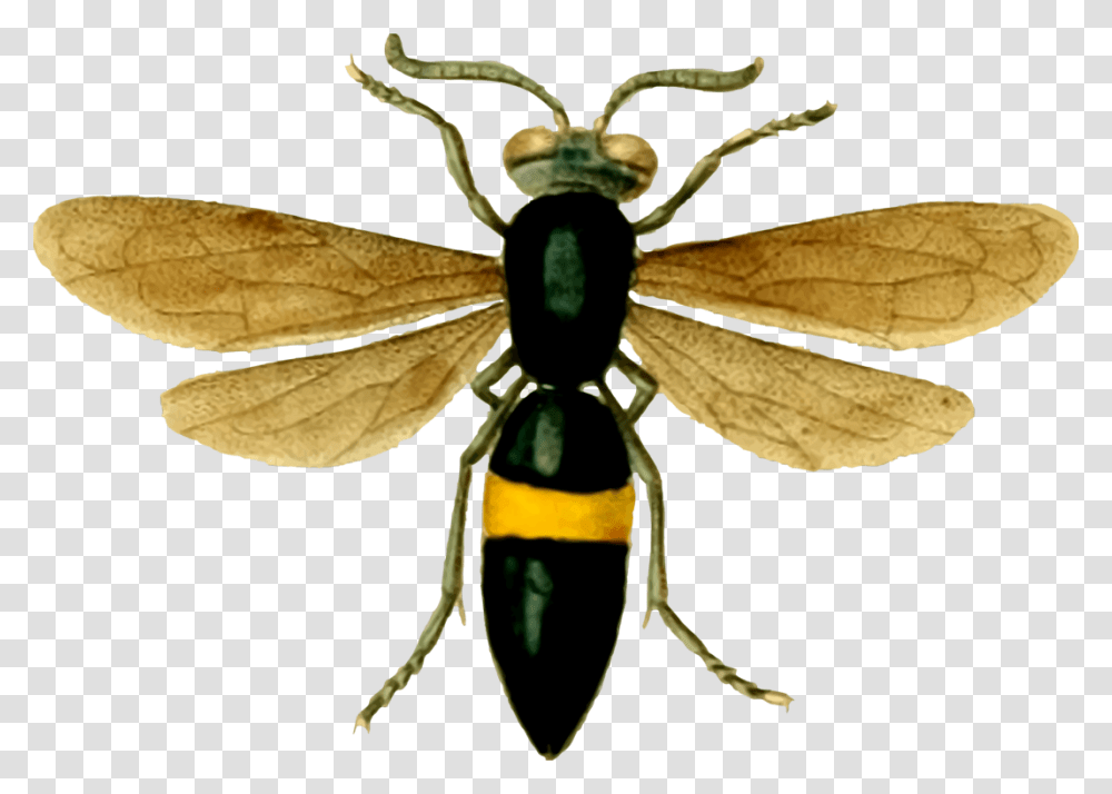 Flywasppollinator Wasp, Bee, Insect, Invertebrate, Animal Transparent Png