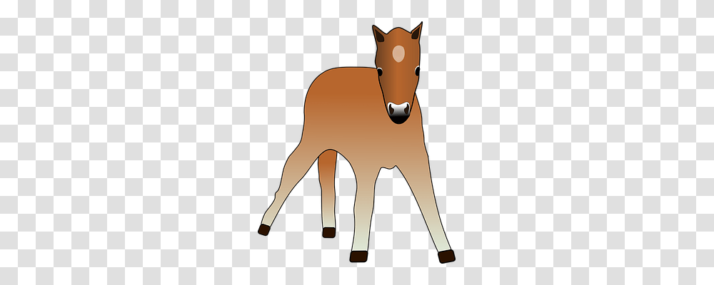 Foal Animals, Mammal, Horse, Colt Horse Transparent Png