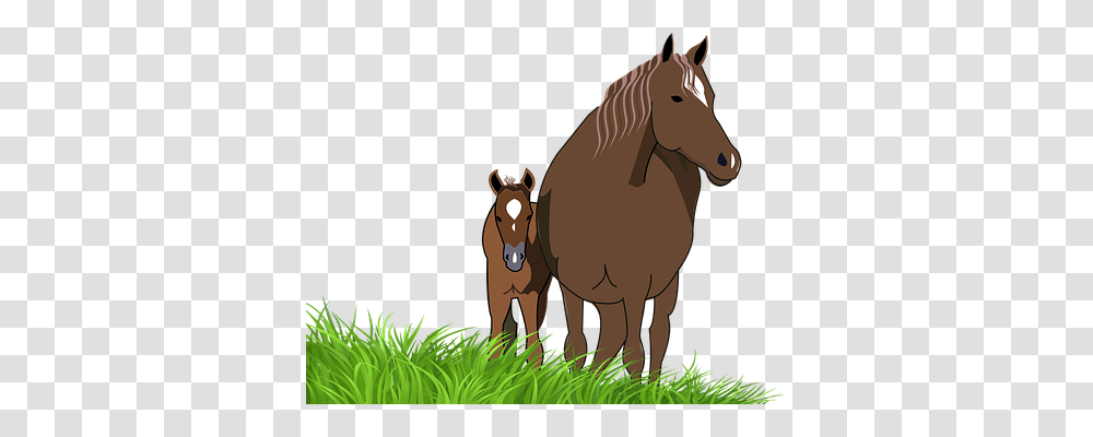 Foal Animals, Horse, Mammal, Colt Horse Transparent Png