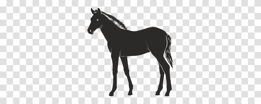 Foal Animals, Horse, Mammal, Colt Horse Transparent Png