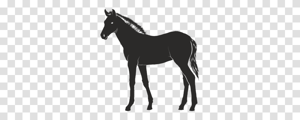 Foal Animals, Horse, Mammal, Colt Horse Transparent Png – Pngset.com