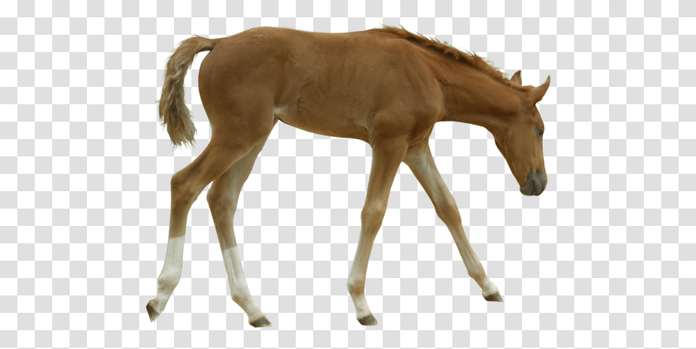 Foal Background, Horse, Mammal, Animal, Colt Horse Transparent Png